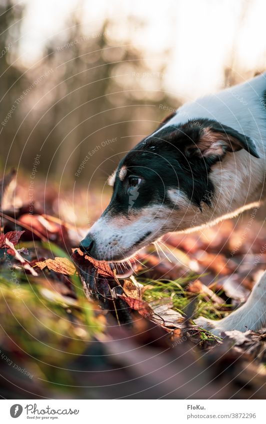 Dog sniffing the forest floor Animal Snout Nose Ground Woodground Autumn Autumn leaves Pet Pelt Close-up Mammal Colour photo Detail Animal portrait Animal face