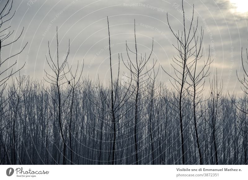 po valley winter field landscape covered with frost flat lomellina italy padana pavia fog tree countryside rural nature farm desert season dark agriculture