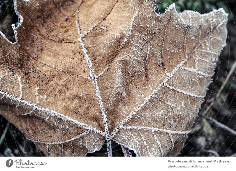 autumn leaf with frost grunge red harvest decoration orange november maple design outdoors colours green season tree wallpaper light plant yellow nature white