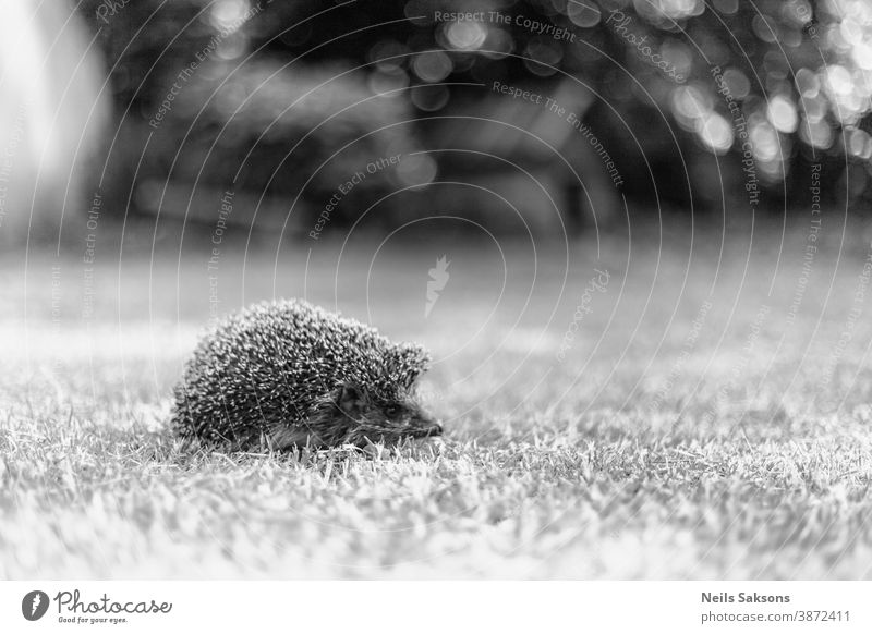 Hedgehog, (Scientific name: Erinaceus europaeus) Wild, native, European hedgehog in natural garden habitat animal background closeup cute ecology european face