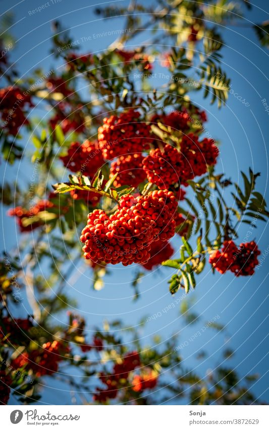 Red berries on a tree with blue sky Berries Sky Blue Tree Branch Leaf Twig Nature Autumn Plant Winter Tall Shadow Under Colour photo Close-up Exterior shot Day