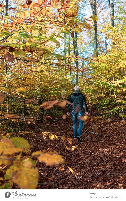 Man walks alone on a forest path. Rear view. above 50 Forest off Hiking on one's own Autumn Autumnal colours Loneliness silent To go for a walk Tree