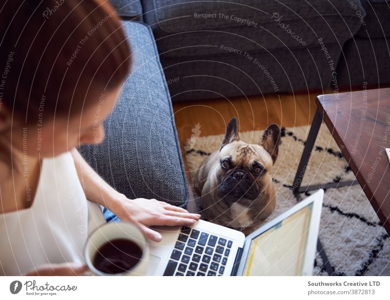 Smiling woman working on laptop sat on sofa drinking coffee dog pet person computer female 20s writing morning young indoors student workspace connected