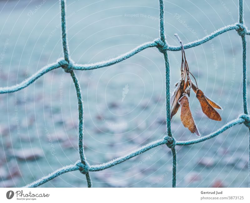 Leaf hanging on a fence with hoarfrost Autumn autumn colours Nature Hoar frost Blue Fence autumn leaves autumn leaf Cold