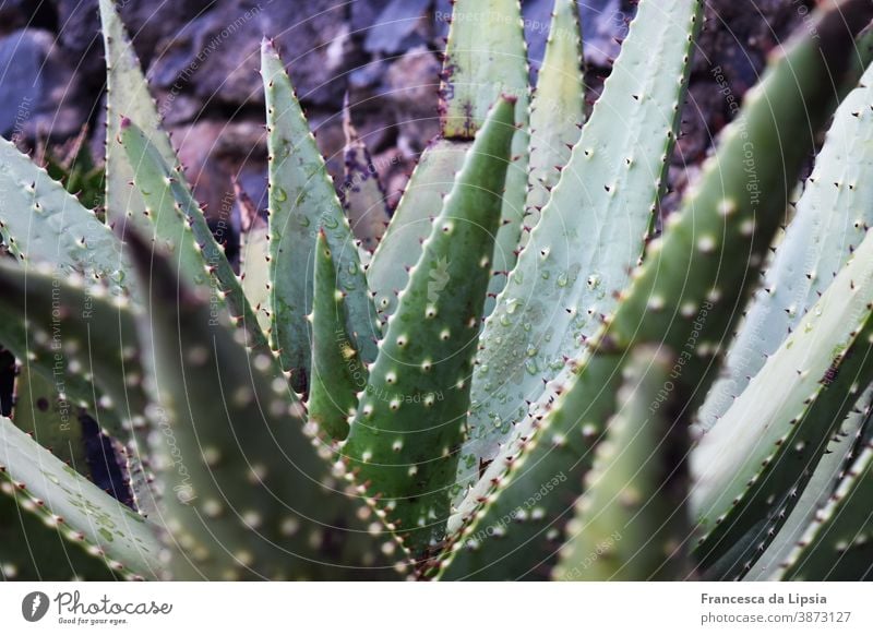 Spiny succulent Thorny Green Point painful Plant Nature Macro (Extreme close-up) Close-up Succulent plants Detail Exotic Structures and shapes Desert Botany