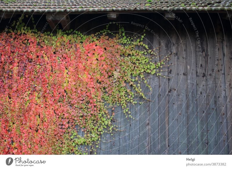 colour combination | green and red coloured wild wine on grey wooden wall Virginia Creeper Plant Wooden wall Facade Roof Green facade Autumn Autumnal colours