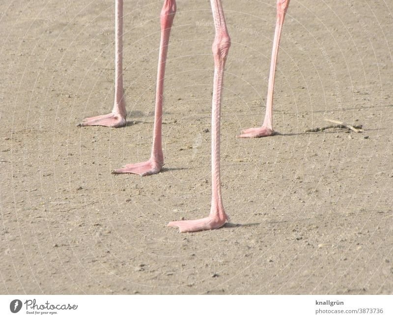 Four Flamingo legs Bird Animal Pink Wild animal 4 Nature Day Exotic Legs Knee Joint Exterior shot Deserted Group of animals Zoo Animal portrait Sand Brown Beige