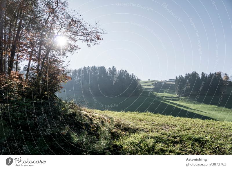 Landscape in backlight Back-light Nature mill district Environment Green Sun Sunlight Hill hilly All Saints' Day in the Mühlkreis Forest Edge of the forest