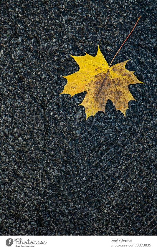 Yellow maple leaf on asphalt Maple leaf Maple tree Leaf Autumn Autumn leaves Autumnal Nature Tree Autumnal colours Plant Environment Asphalt Change Leaflet