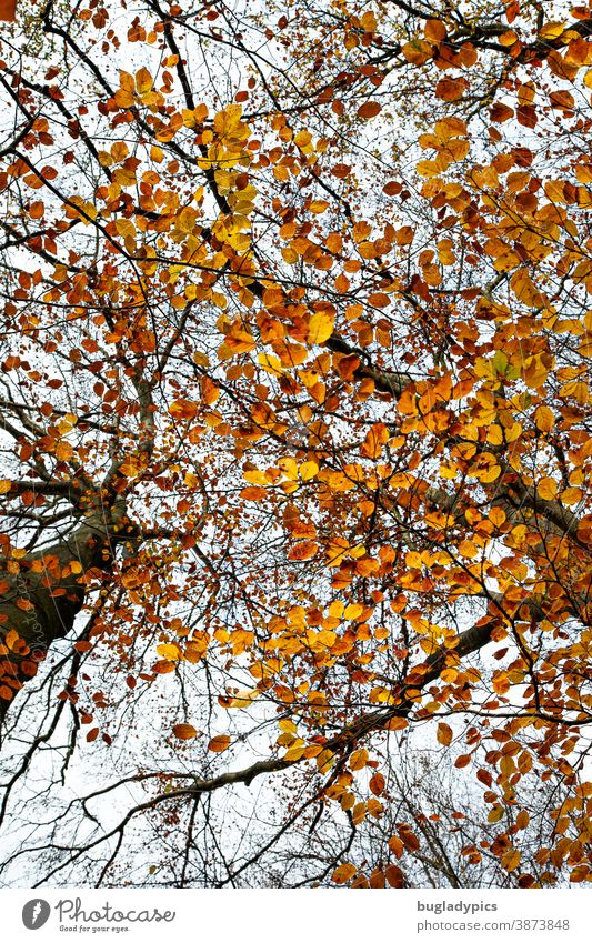 Foliage confetti Deciduous tree foliage Deciduous forest Autumn leaves Tree trees Forest Autumnal Autumnal colours Automn wood Autumnal landscape Nature