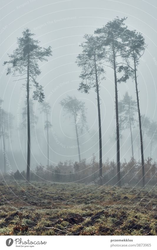 Tall trees in heavy fog. Nature landscape view of foggy forest in autumn season background day dim environment explore green natural natural background