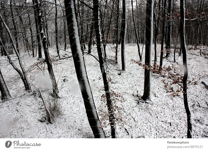 snowy beech forest Winter Snow Winter forest Forstwald Forest winter landscape Nature Environment Exterior shot Landscape Winter's day Winter mood Tree