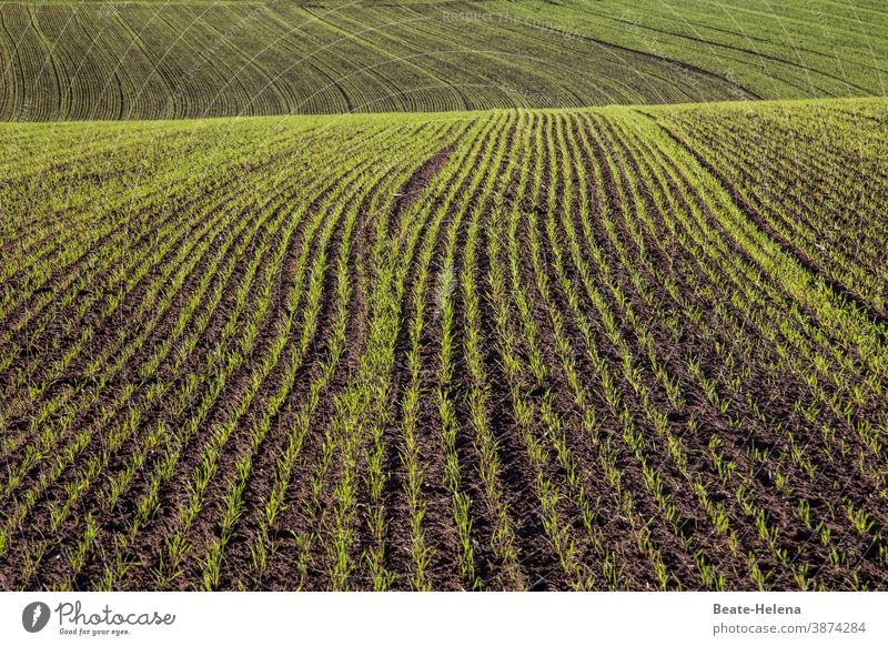 Field with winter sowing Sowing Foliage plant Agriculture Landscape Exterior shot Growth Furrow Nature Earth Plant Colour photo Day Deserted Agricultural crop