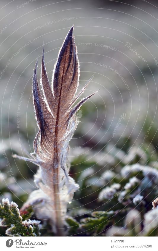 November morning - Bird feather with hoar-frost is stuck in a hedge of trees of life Back-light Feather hoar frost ice crystals Thuja Green silent Deserted