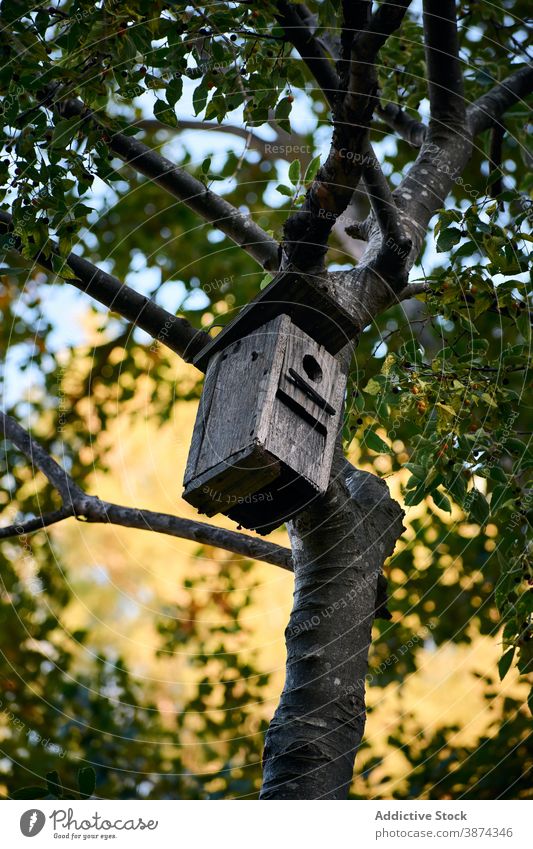 Small birdhouse on tree in garden wooden park shelter nature hang handmade nest box shabby branch summer forest lumber timber botany environment tranquil fresh