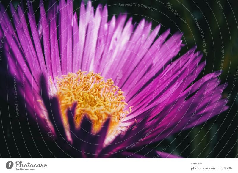 Macro of a carpobrotus flower with pink petals and yellow stamens nature vegetation natural blossom flowered flourished botany botanical blooming closeup detail