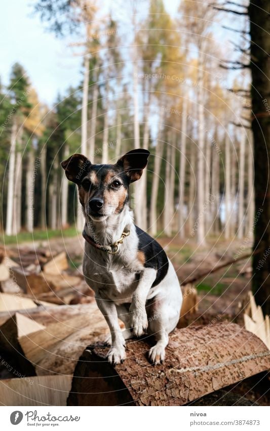 Jack Russell Terrier sitting on a log in the forest Jack Russell terrier jack russell Dog tree trunks Sit Forest Autumn Neckband Pet Animal Brown Cute