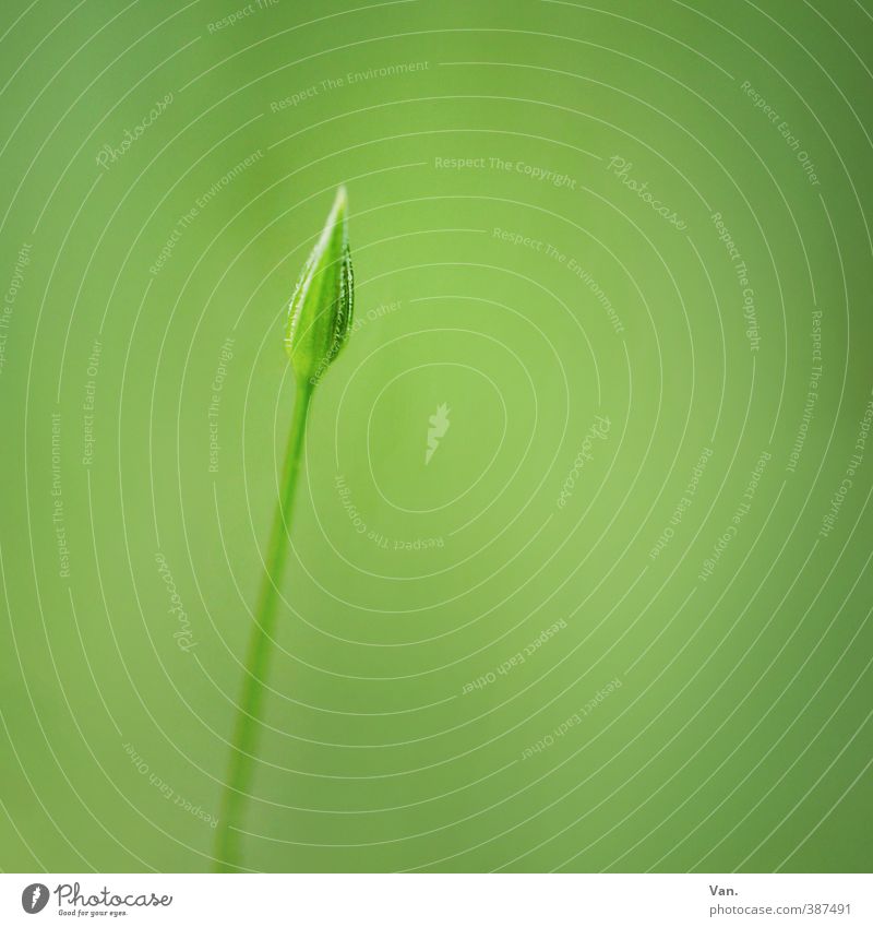 minimum Nature Plant Summer Flower Bud Stalk Garden Small Soft Green Colour photo Subdued colour Exterior shot Close-up Detail Deserted Copy Space right