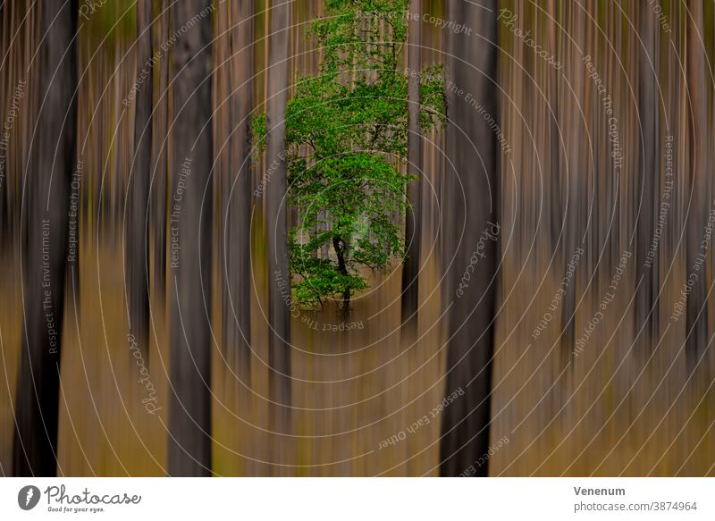 Single oak tree in a pine forest, subsequently processed for a surreal look Surrealism Forest Forest atmosphere Forest trees pines Abstract abstract art