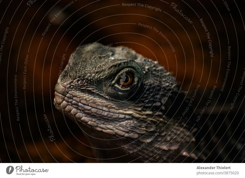 Portrait of a lizard Bearded dragon with a red brown background bearded dragon Saurians Reptiles Reptile eye Animal portrait lizard species Animal face Eyes