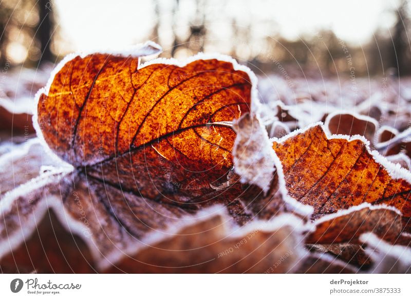 Hoarfrost covered leaves in Berlin Landscape Trip Nature Environment Hiking Plant Autumn Tree Forest Acceptance Trust Belief Autumn leaves Autumnal colours