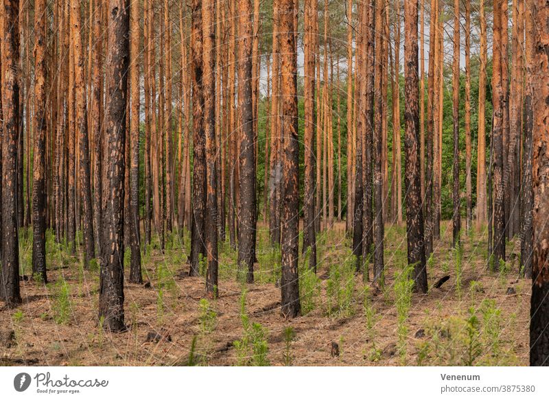 1 year after the forest fire near Frankenförde near Luckenwalde all pines are dead Forest Woodground Burnt Summer Forest fire Tree trees Dead trees charred