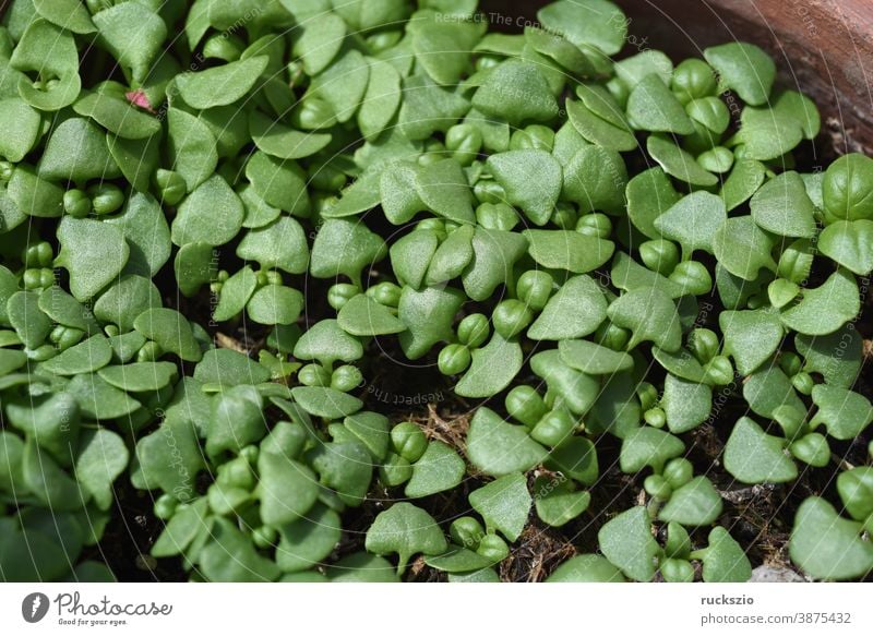 Basil, Ocimum basilicum, is a medicinal plant and kitchen spice with green leaves. Basil, Ocimum basilicum, is a medicinal plant and kitchen ware with green leaves.