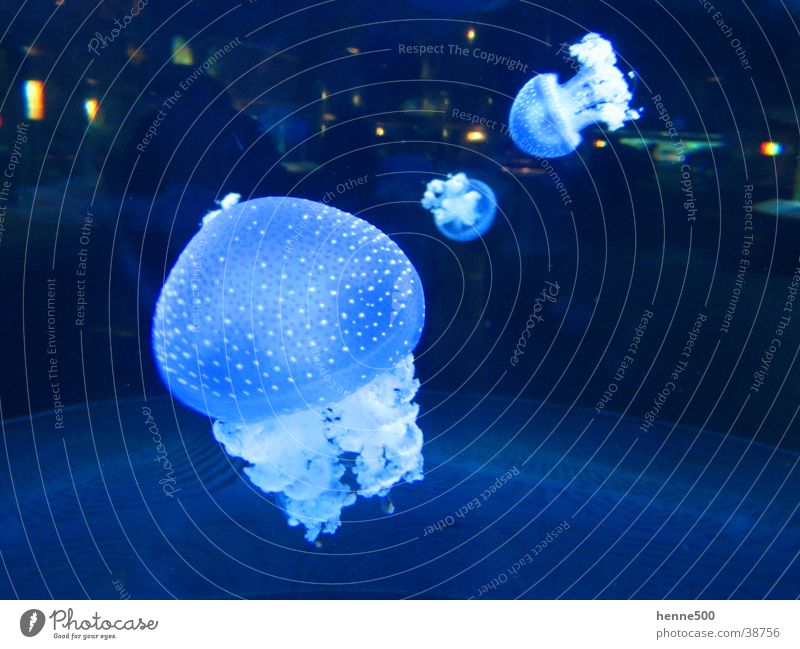 Luminous jellyfish Jellyfish Aquarium Animal Light Ocean Water