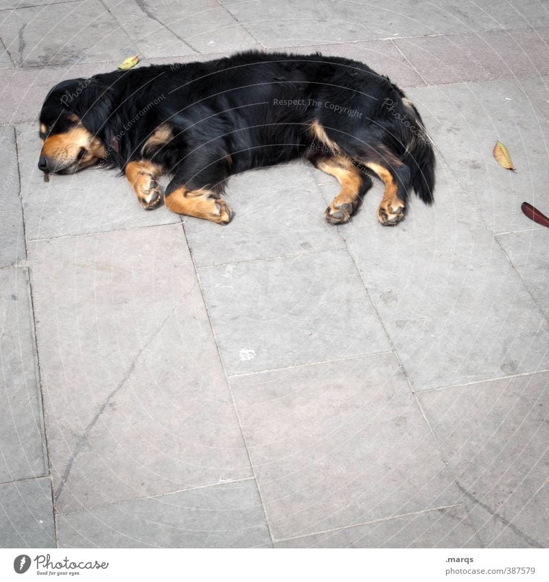 Lazy dog Animal Pet Dog 1 Relaxation Lie Sleep Simple Fatigue Exhaustion Indifferent Comfortable Floor covering Colour photo Exterior shot Deserted
