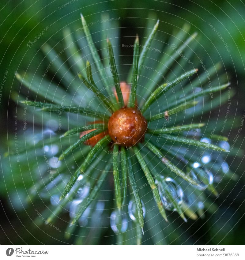 drops on the needles of a tree Green Nature Tree Plant Coniferous trees Conifer leaves Exterior shot Colour photo Deserted Detail Shallow depth of field