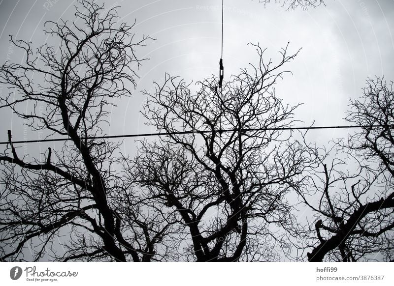 Overhead line in front of tree structure and grey gloomy sky branches bare trees Fog Branch Wet Tree Bad weather Twig Gloomy Twigs and branches Rain Weather