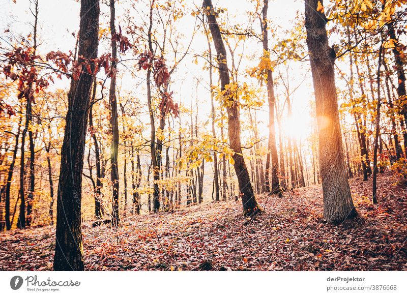 Thuringian Forest near Eisenach in Sunlight II Central perspective Contrast Shadow Light Day Copy Space middle Copy Space bottom Copy Space right