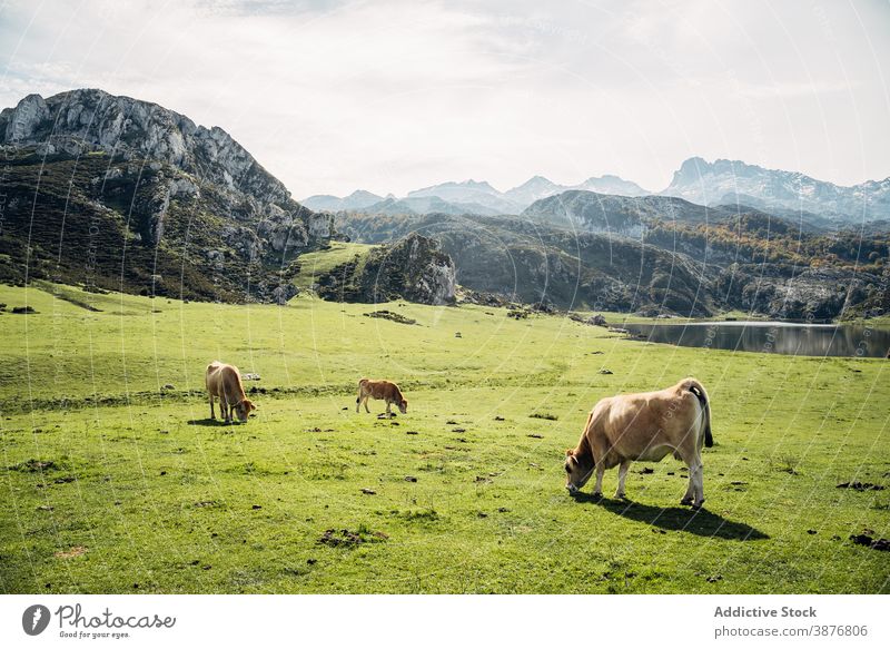 Cows grazing in green hill in mountainous valley cow pasture meadow graze domestic highland eat grass landscape summer sunny nature animal field rural livestock