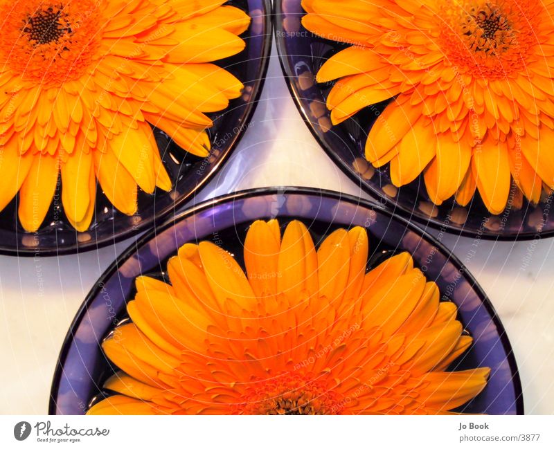 Blue Yellow IIII cutouts Flower Sunflower Bowl blue bowl Water Partially visible Cut