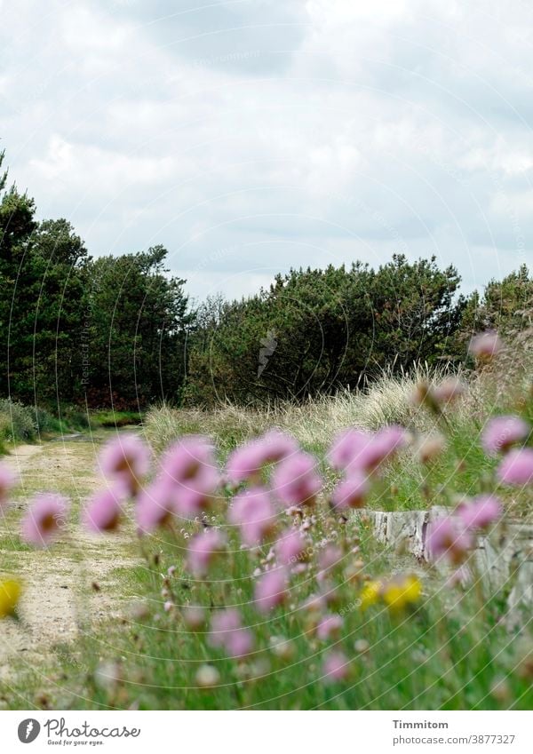 An inviting path and blurred bobbles in the foreground off Lanes & trails Meadow Grass trees shrubby flowers blossoms Pink Nature Denmark Deserted Sky Clouds