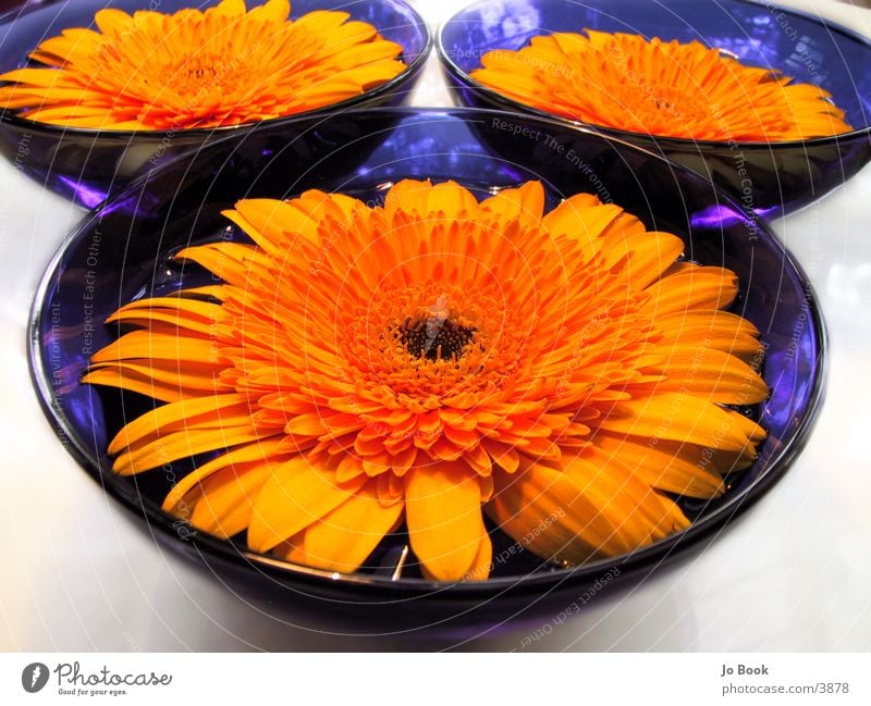 Blue Yellow Perspectives I Flower Sunflower Bowl blue bowl Water