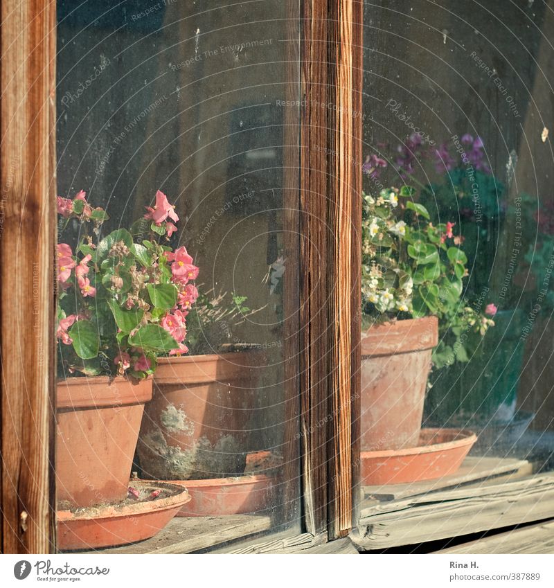 EARLIER Pot plant Window Old Authentic Simple Modest Begonia Window pane Wooden window Square Window board Flowerpot Still Life Colour photo Exterior shot
