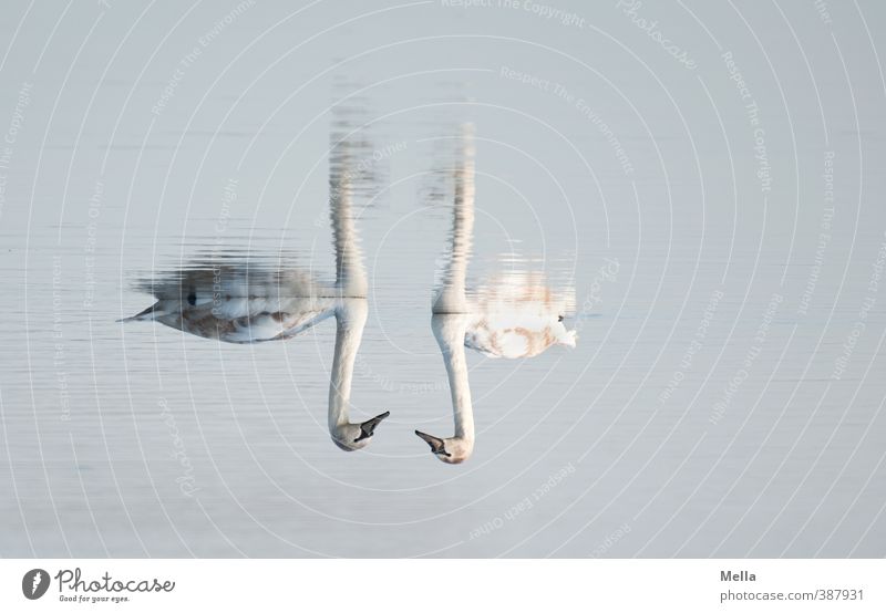 two Environment Nature Animal Water Pond Lake Wild animal Swan 2 Pair of animals Swimming & Bathing Natural Blue Moody Sympathy Together Relationship