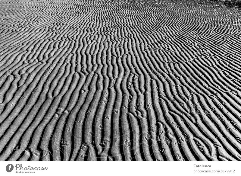 Wave pattern in the sand with seagull tracks Nature Sand Beach Low tide Wet Pattern coast structure Mud flats lake nordesee Prints Seagull Feet Day daylight