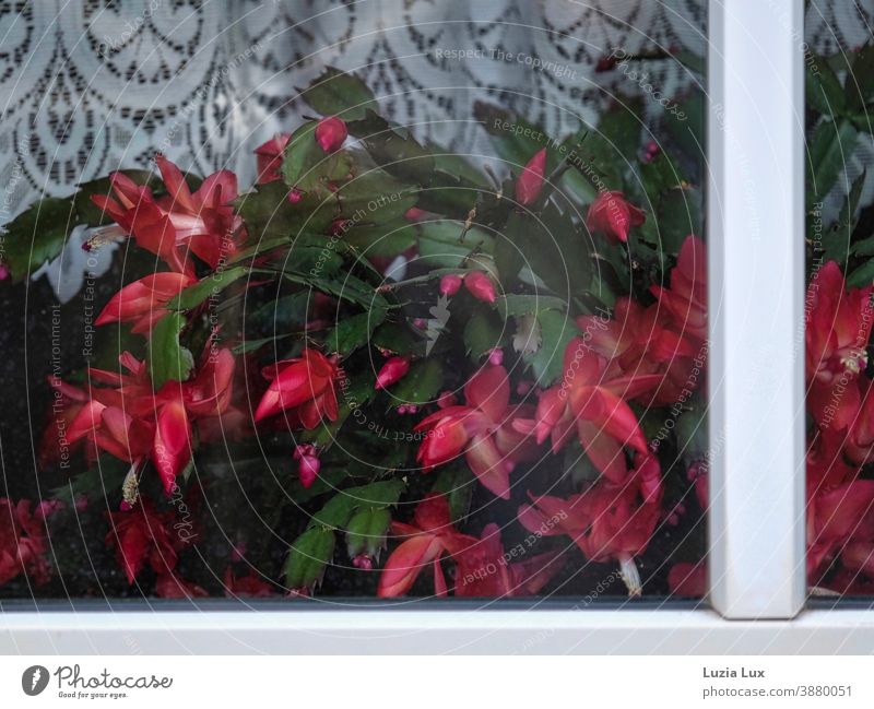 Christmas cactus, bright red blossoms press themselves from the inside against windows Cactus Plant Green Blossom Pink Blossoming luminescent Window Drape