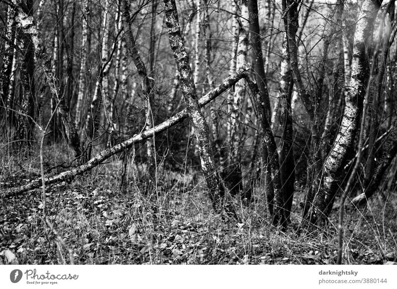coppice in the Siegerland with birches (Betula pendula) set on a stick Deserted somber bright Forestry forest Crime thriller Rich in contrast Autumn October