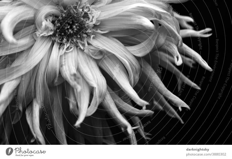 Detail shot of a cactus dahlia in black and white, Dahlia hortensis, macro Cactus dahlia detail Blossom Grief organic shape structure leaves petals Plant Garden