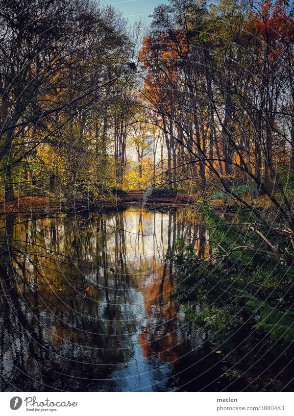 Autumn at the lake Foliage colouring Exterior shot Tree Deserted Lake bank Reflection Lakeside Calm Berlin zoo Sky High-rise Colour photo Day Beautiful weather