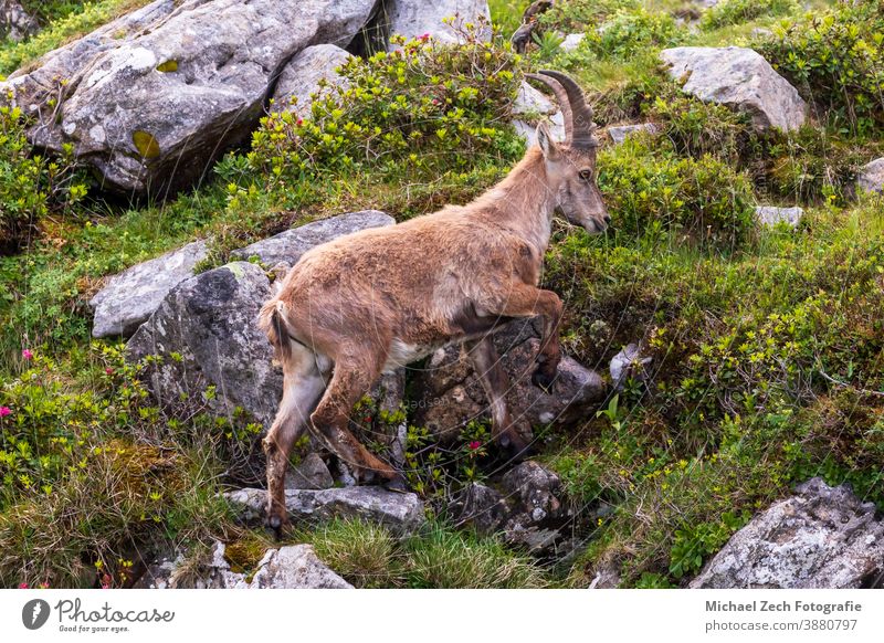 wild ibex on Niederhorn near Beatenberg in swiss alps mountain switzerland nature goat alpine landscape animal rock outdoor hiking wildlife europe travel