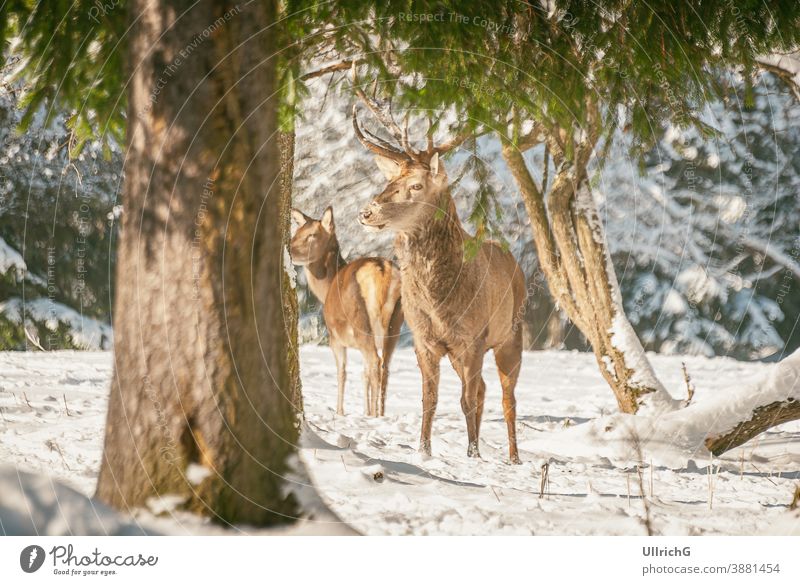 Deer Snow Winter Forest Royalty Free Photo