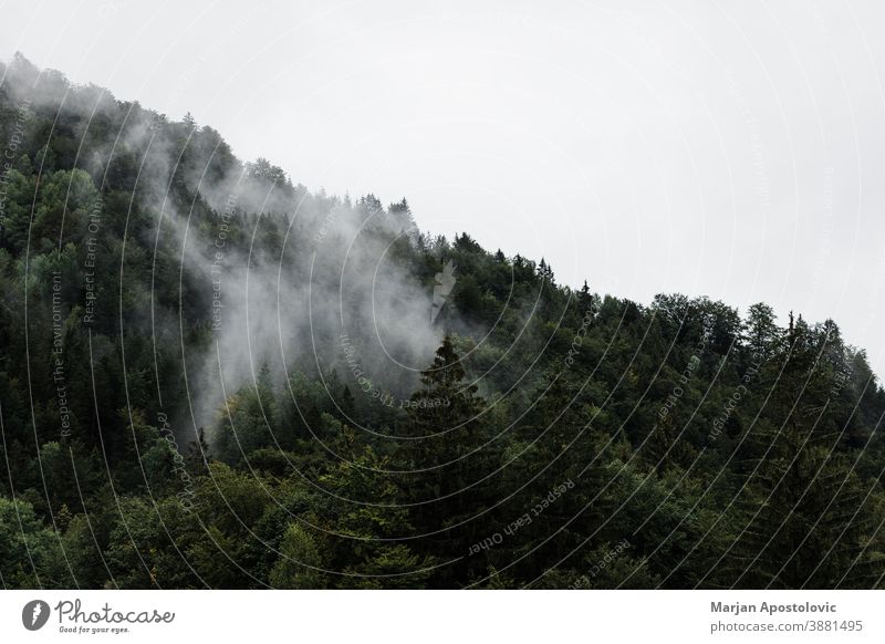 Fog in the mountains in early morning adventure atmosphere autumn background beautiful cloud cloudy cold cool dark dawn dramatic environment evergreen explore