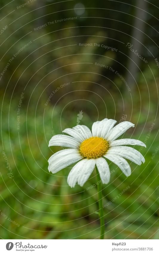 Marguerite Blossom marguerites Flower Nature Plant Green White pretty Summer Yellow naturally Colour photo Garden Close-up Blossom leave Meadow flowers