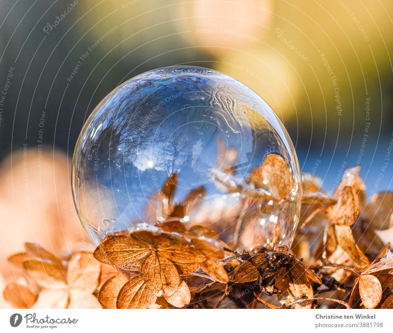 A soap bubble in which the sky and trees are reflected lies on a dried up light brown hydrangea flower Soap bubble reflection Reflection Hydrangea blossom Dry