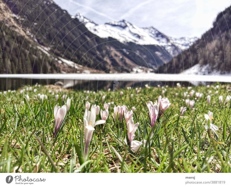 Crocus meadow at a mountain lake. Lake Riesach Mountain lake crocus Crocus Meadow Wild plant Blossom Violet Spring Flower naturally Spring flowering plant