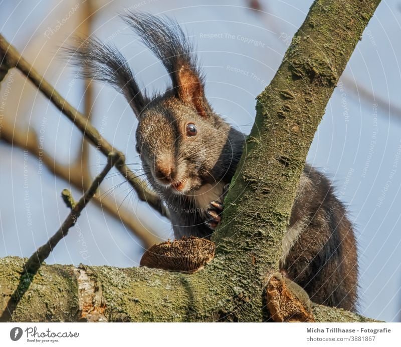 Curious looking squirrel in a tree Squirrel sciurus vulgaris Animal face Head Eyes Nose Ear Muzzle Claw Pelt Rodent Wild animal Nature Tree Curiosity Observe